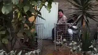 Vecinos sin límites: instalan corrales de gallos en plena calle en SMP