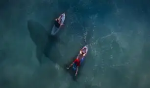 Video: jóvenes surfean entre tiburones blancos sin saberlo
