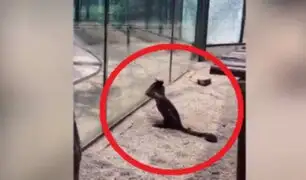 Mono intenta escapar de zoológico rompiendo el vidrio de su jaula