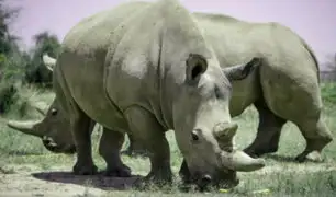 Kenia: científicos podrían salvar a rinoceronte blanco de la extinción
