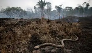 Este es el indignante uso que le darán a las tierras deforestadas en la Amazonía, según expertos