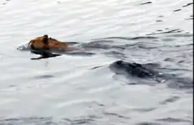 ¡Increíble! León salvó de morir devorado por cocodrilo luego de tremendo salto en río