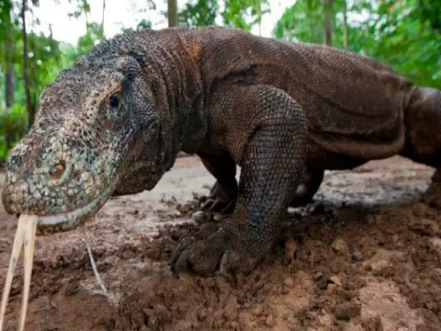 Dragón de Komodo: estudio revela las raíces de la tenacidad de este misterioso reptil