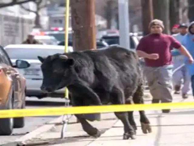 EEUU: toro ingresa a edificio y causa pavor en las calles de Colorado