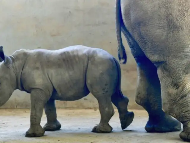 Conoce al rinoceronte que ayudaría a salvar su especie de la extinción