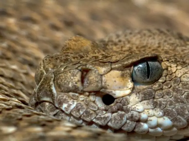 Cambio climático afecta el comportamiento de las serpientes cascabel