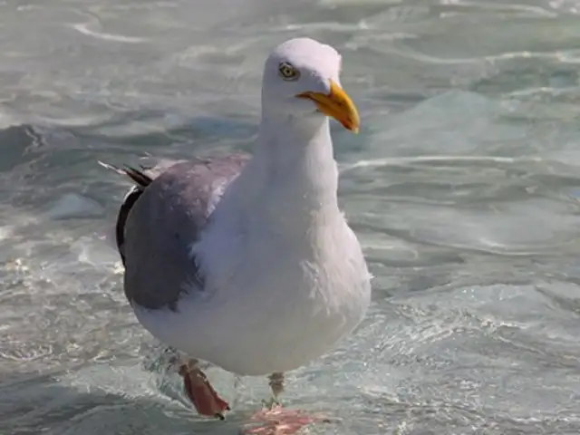 Gaviota es captada comiéndose a cría de tiburón viva