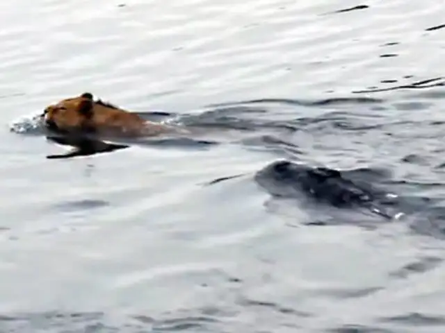 ¡Increíble! León salvó de morir devorado por cocodrilo luego de tremendo salto en río