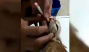 Jóvenes maltratan a gato introduciéndole un cigarro en la boca