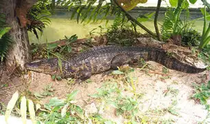 Tarapoto: serenos rescataron lagarto gigante que quedó atrapado en vivienda