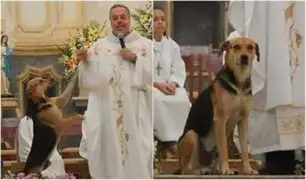 Brasil: sacerdote rescata perritos callejeros y promueve la adopción en misa