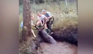Bielorrusia: cazadores rescatan a ciervo atrapado en pantano