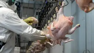 Perú prohibió ingreso de productos avícolas de Chile por gripe aviar