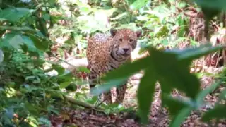 Terror en Juliaca por jaguar que mató a mujer en plena vía pública