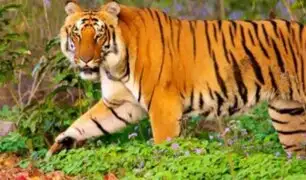 China: tigre aterroriza al público al escapar de su jaula en circo