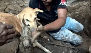 La desesperación de una perra por salvar a sus cachorros