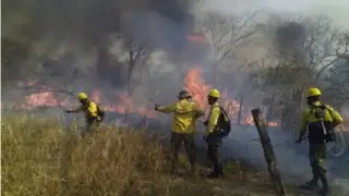 Incendios forestales en Bolivia: experto asegura que la única solución vendrá "del cielo"