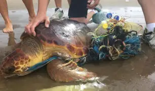 FOTOS: rescatan tortuga que estaba envuelta en plásticos y basura