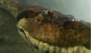 Brasil: buzos se topan con anaconda de 7 metros en río