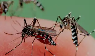 Dengue en Lima: se triplican casos en Miraflores, Surco y San Borja