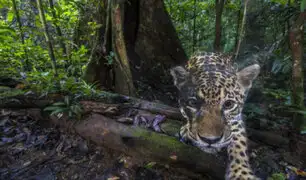 Bolivia: jaguar a punto de la extinción por incendios forestales