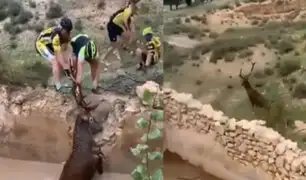 España: ciclistas rescatan a ciervo de morir ahogado