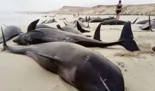 Decenas de delfines mueren varados  en playa de Cabo Verde