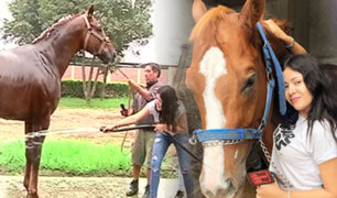 Reportera de ASD se convierte en cuidadora de caballos de pura sangre