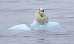 Científicos advierten sobre disminución de osos polares por falta de alimento a causa del cambio climático