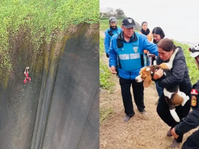 Mira el emotivo rescate de perro que quedó atrapado en malla de la Costa Verde