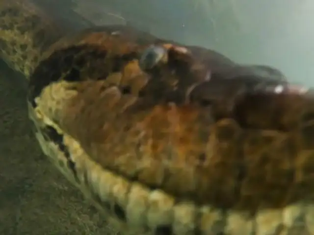 Brasil: buzos se topan con anaconda de 7 metros en río