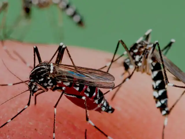 Dengue en Lima: se triplican casos en Miraflores, Surco y San Borja