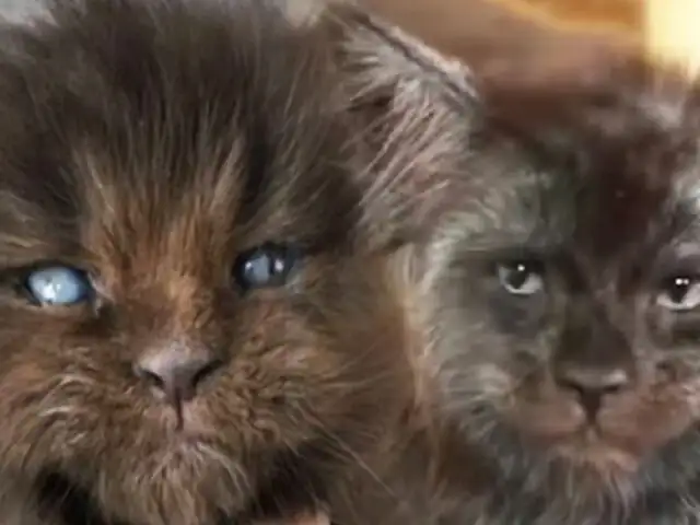 Rusia: gatos con extraño parecido a “hombres lobo” causan asombro