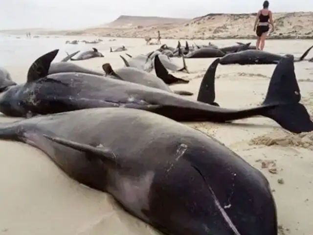 Decenas de delfines mueren varados  en playa de Cabo Verde