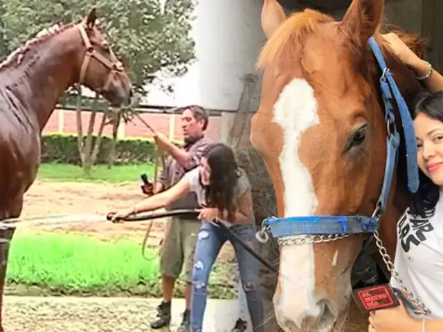Reportera de ASD se convierte en cuidadora de caballos de pura sangre