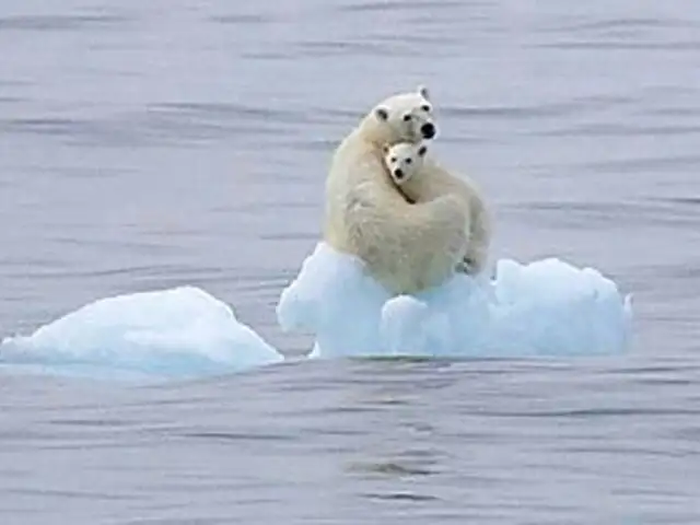 Científicos advierten sobre disminución de osos polares por falta de alimento a causa del cambio climático