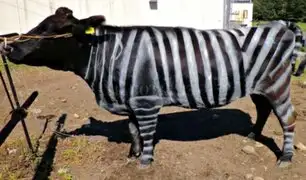 Este es el motivo por el que pintaron a vacas con rayas de cebras