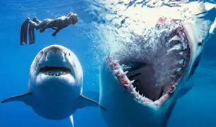 Australia: pescador se salva del ataque mortal de un tiburón blanco