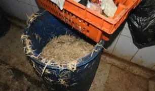 VES: clausuran avícola que funcionaba en condiciones insalubres