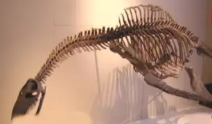 Tres motivos por lo que se considera histórico el hallazgo del plesiosaurio en Morro Solar