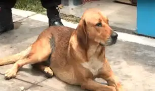 La Perla: vecinos enfrentados por perro sin hogar