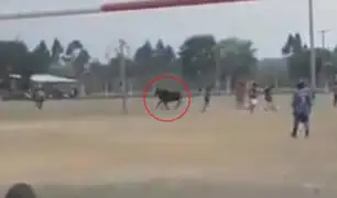 VIDEO: toro salvaje ingresa a cancha de fútbol y embiste a espectadores