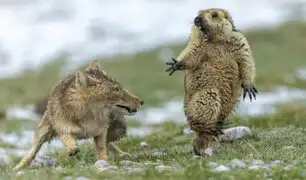¡No me toques!: marmota sorprendida por zorro es elegida la mejor foto de fauna salvaje 2019