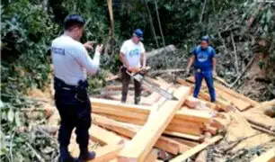Moyobamba: Fiscalía constató tala ilegal de madera en zona de conservación