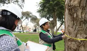 Magdalena realiza censo de árboles para promover su preservación
