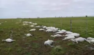 Argentina: mueren más de 3 mil ovejas por repentino cambio de clima