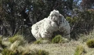 Australia: muere Chris, la oveja más lanuda del mundo