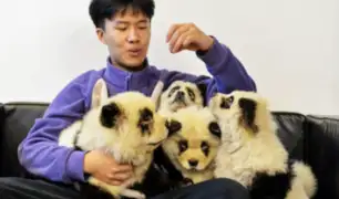 China: polémica por cafetería que tiñe a perros como osos panda
