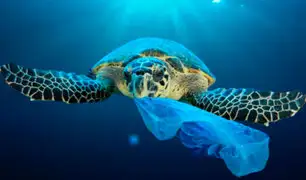 Más de 100 mil tortugas marinas y aves mueren cada año debido al plástico