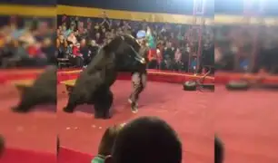 VIDEO: oso ataca a su domador en pleno acto circense